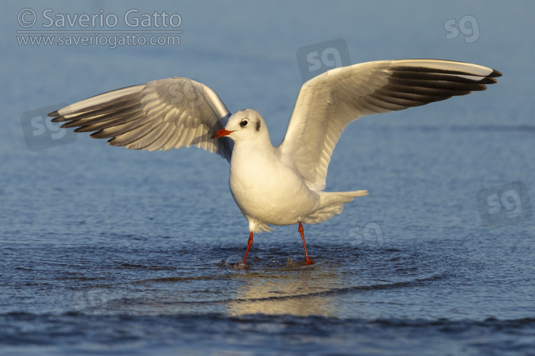 Black-headed Gull, front view of an adult spreading its wings