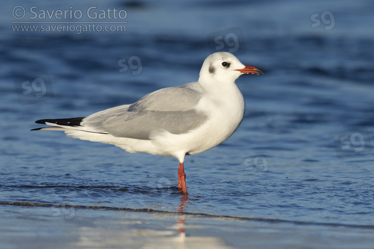 Black-headed Gull, side view of an adult standing in the water