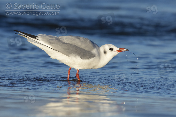 Black-headed Gull, side view of an adult standing in the water