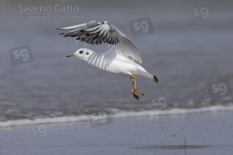 Black-headed Gull, side view  of a juvenile in flight