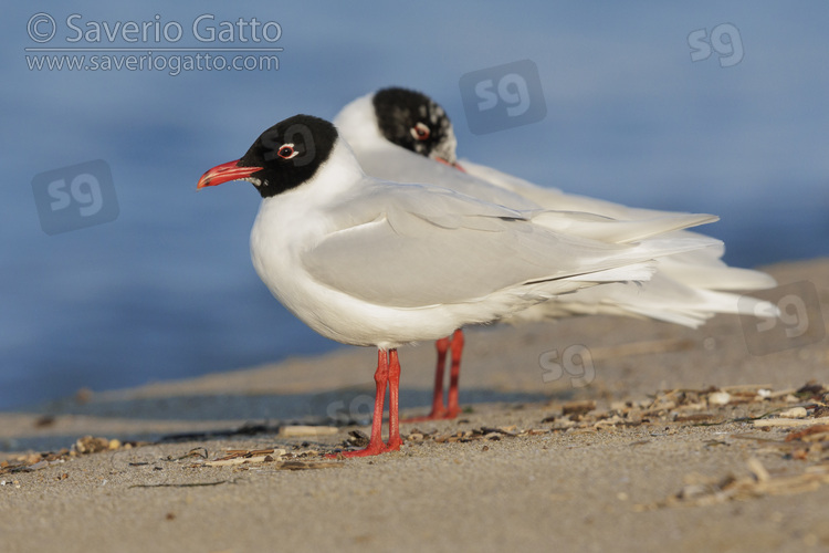 Mediterranean Gull