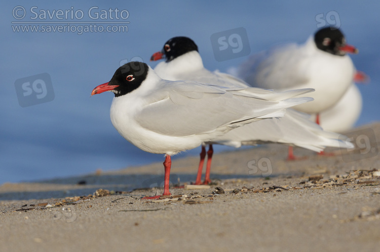 Mediterranean Gull