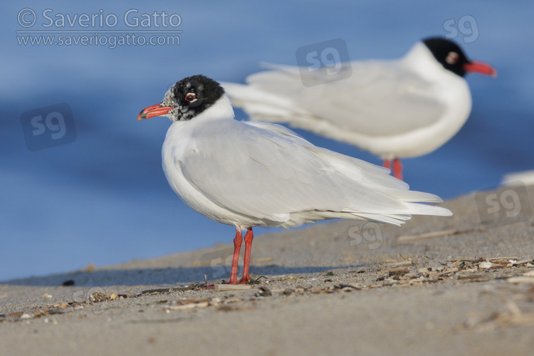 Mediterranean Gull, side view of adults in breeding plumage