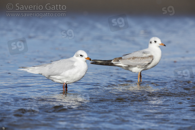 Mediterranean Gull, side view of an adult in winter plumage standing in the water together with a black-headed gull