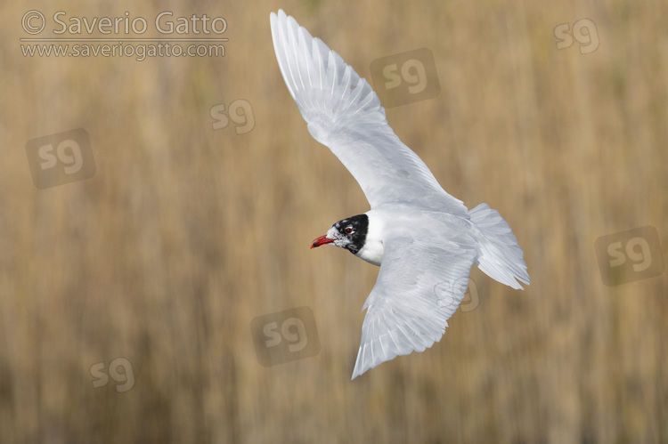 Mediterranean Gull, side view of an adult in flight