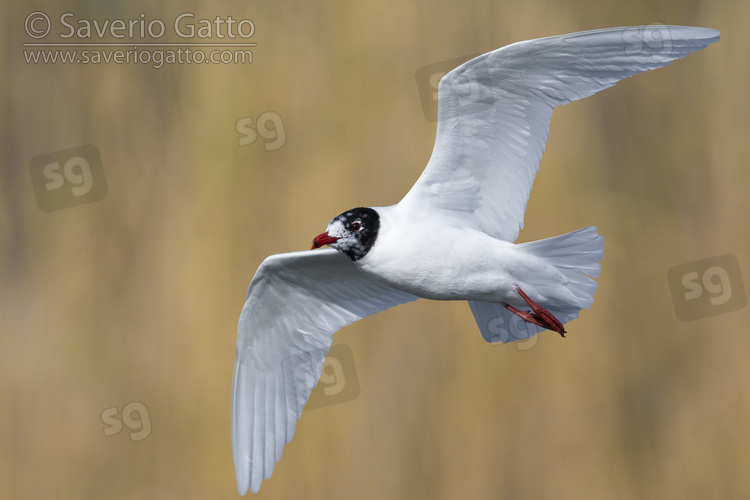 Gabbiano corallino, adulto in volo