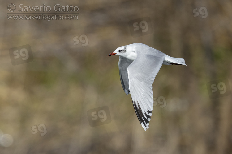 Mediterranean Gull, side view of a second winter individual in flight