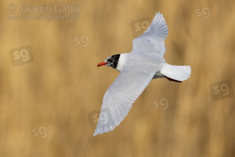 Mediterranean Gull, side view of an adult in flight