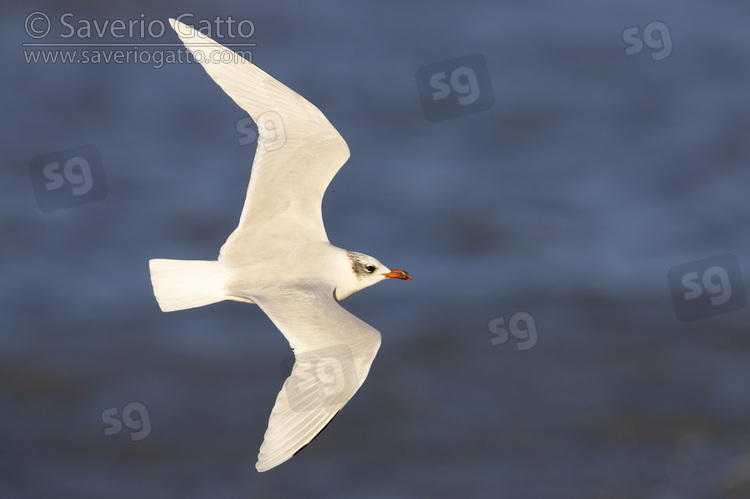 Mediterranean Gull, adult in winter plumage in flight showing upperparts