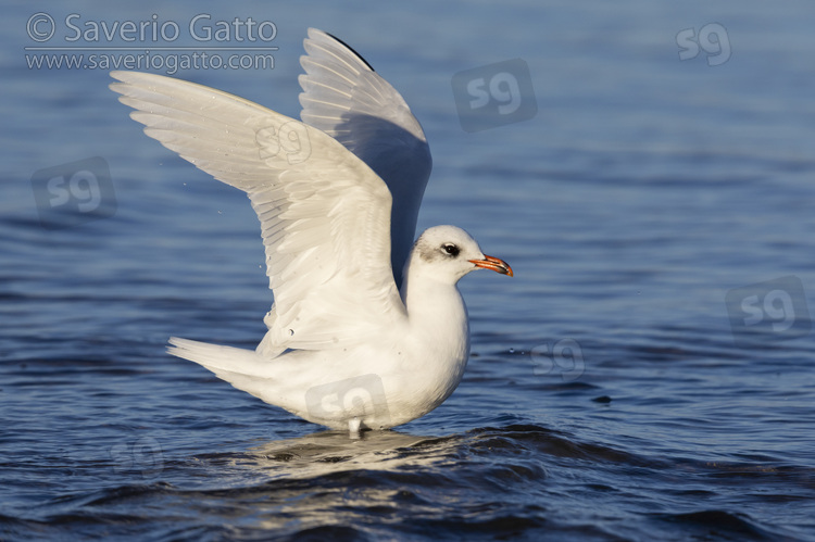 Mediterranean Gull, side view of an adult in winter pluamage in the water