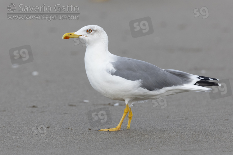 Yellow-legged Gull, side view of an adult standing on a beach