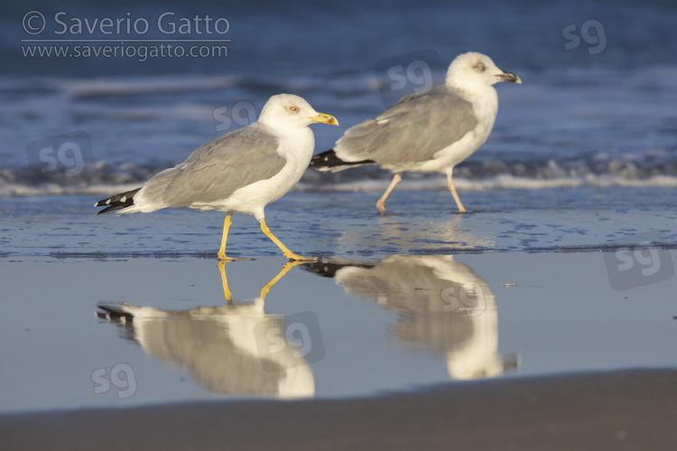 Yellow-legged Gull, side view of two individuals standing on a beach