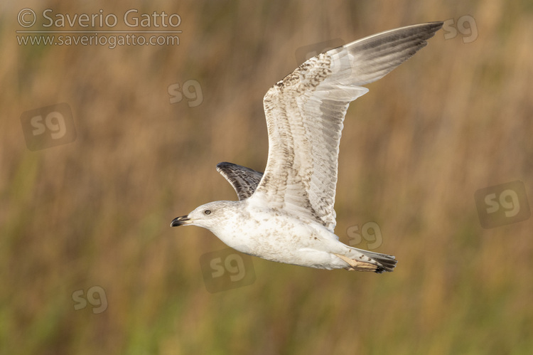 Yellow-legged Gull, side view of a juvenile in flight