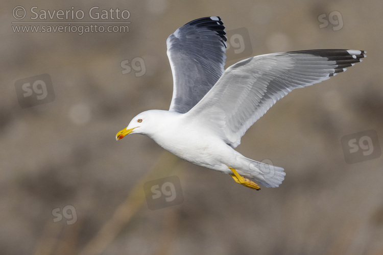 Yellow-legged Gull, side view of an adult in flight