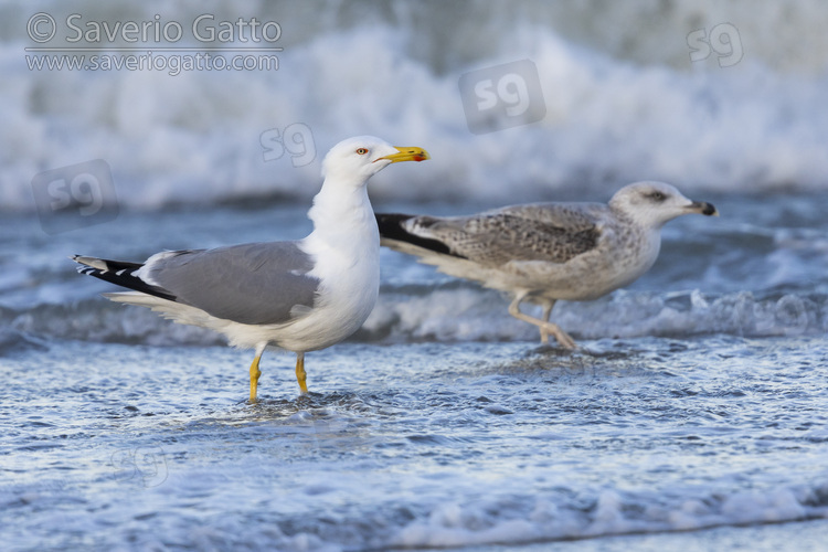 Yellow-legged Gull, side view of two individuals standing in the water