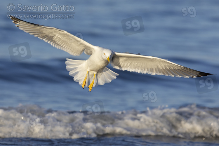 Yellow-legged Gull, front view of an adult in flight