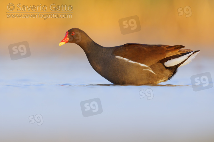 Common Moorhen, side view of an adult in the water