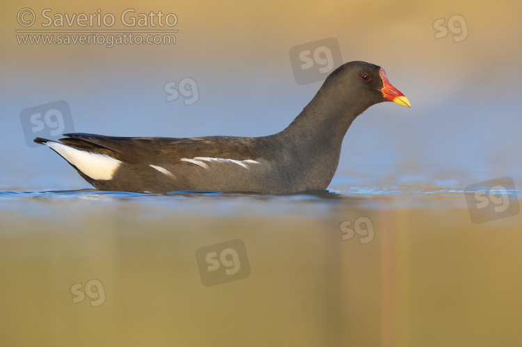 Common Moorhen, side view of an adult in the water