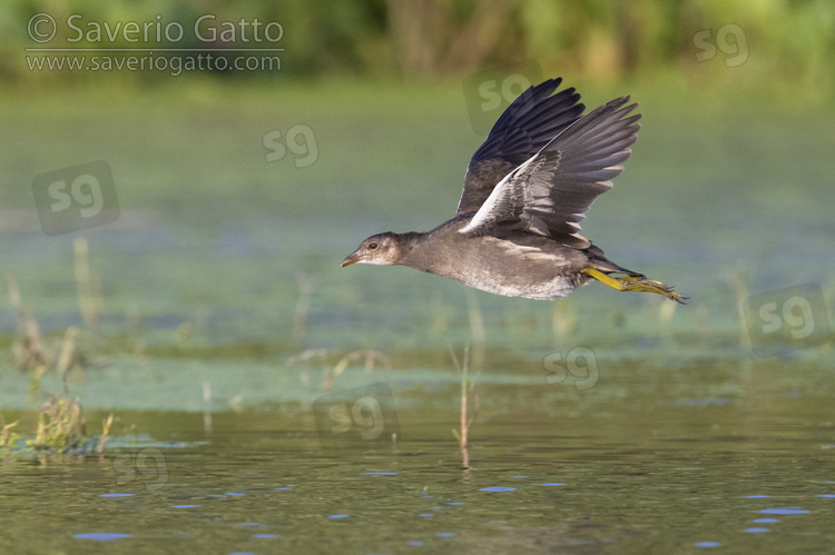 Common Moorhen, side view of a juvenile in flight