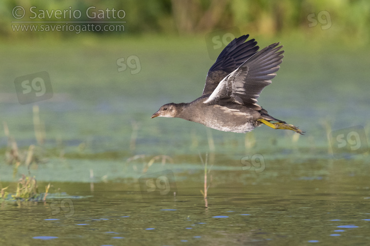 Common Moorhen