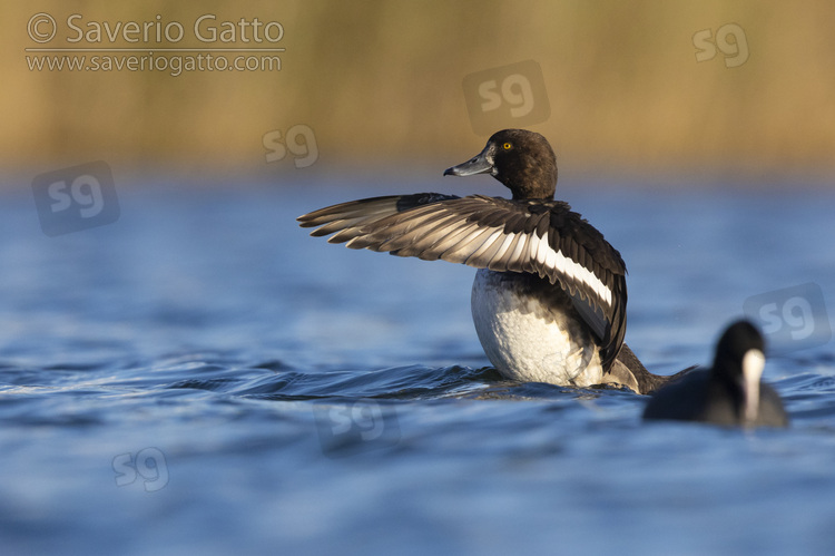 Tufted Duck, side view of a female flapping its wings
