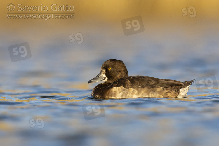 Tufted Duck, side view of a female swimming in the water