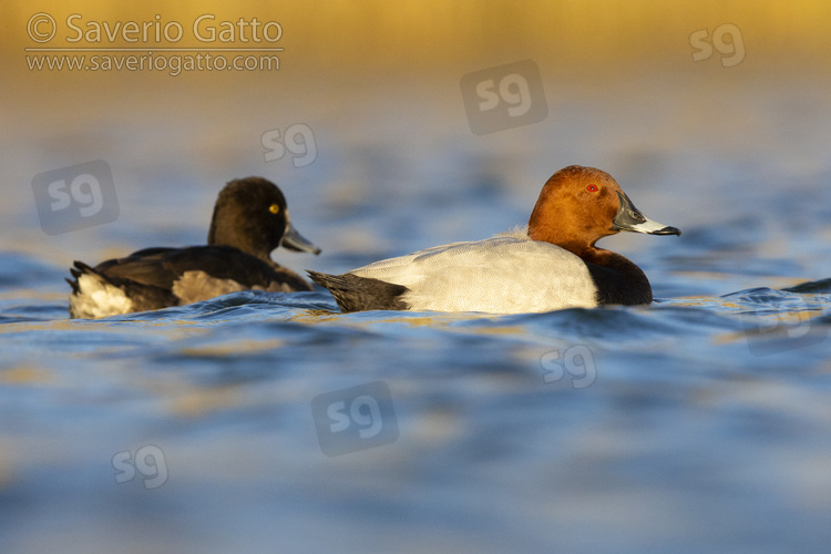 Common Pochard, side view of an adult male swimming in the water together with a tufted duck