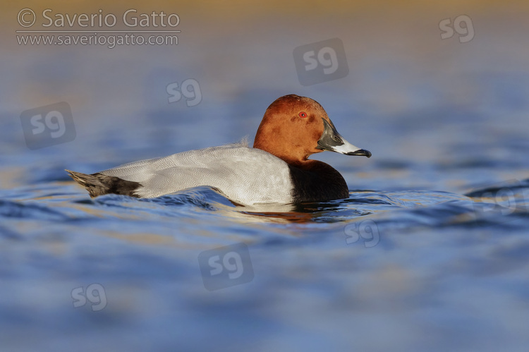 Common Pochard, side view of an adult male swimming in the water