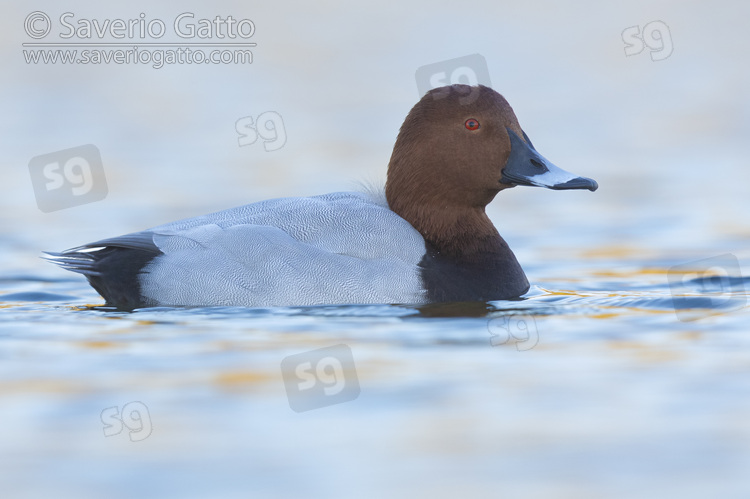 Common Pochard, side view of an adult male swimming in the water