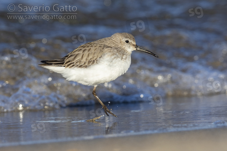 Dunlin, side view of an individual jumping on a single leg