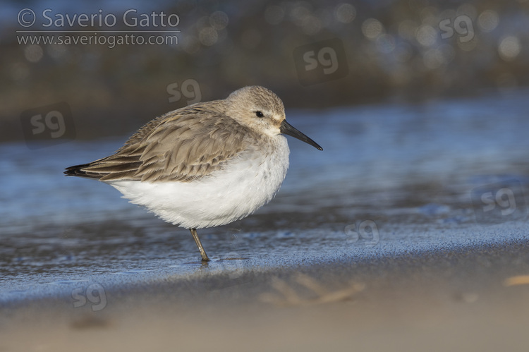 Dunlin, side view of an individual resting on the shore