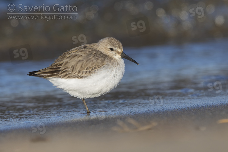 Dunlin