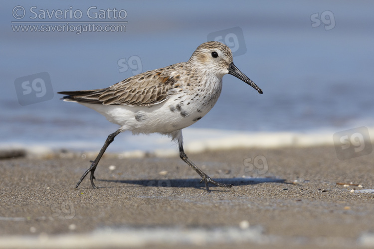 Dunlin, side view of an adult moulting to breeding plumage