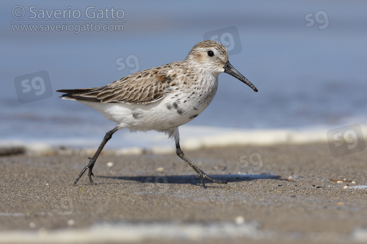 Dunlin