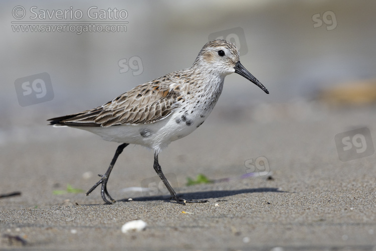 Dunlin, side view of an adult moulting to breeding plumage