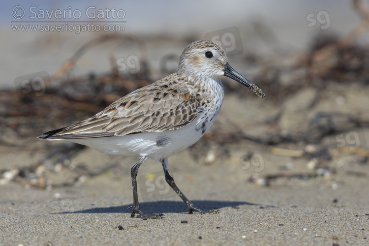 Dunlin, side view of an adult moulting to breeding plumage