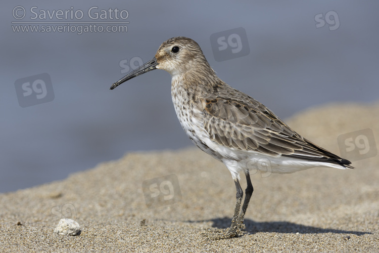 Dunlin, side view of an adult moulting to breeding plumage