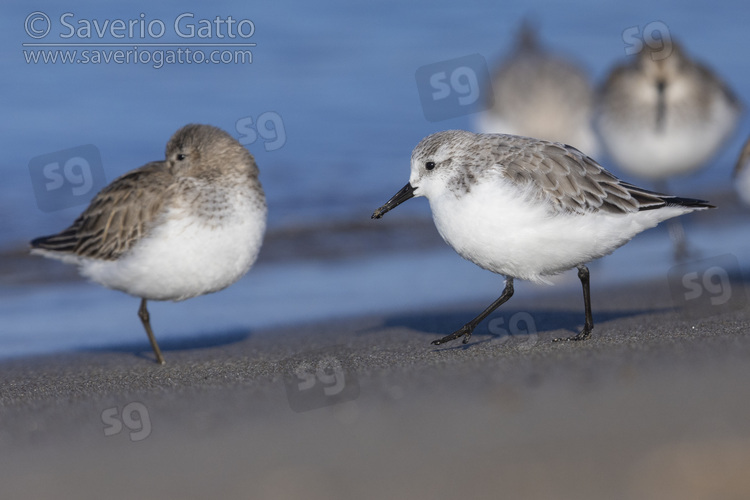 Saderling, side view of an adult in winter plumage standing on the shore