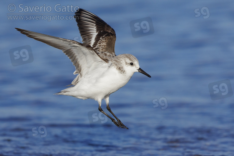 Saderling, side view of an adult in winter plumage in flight