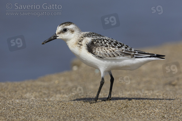 Saderling, side view of a juvenile standing on the shore