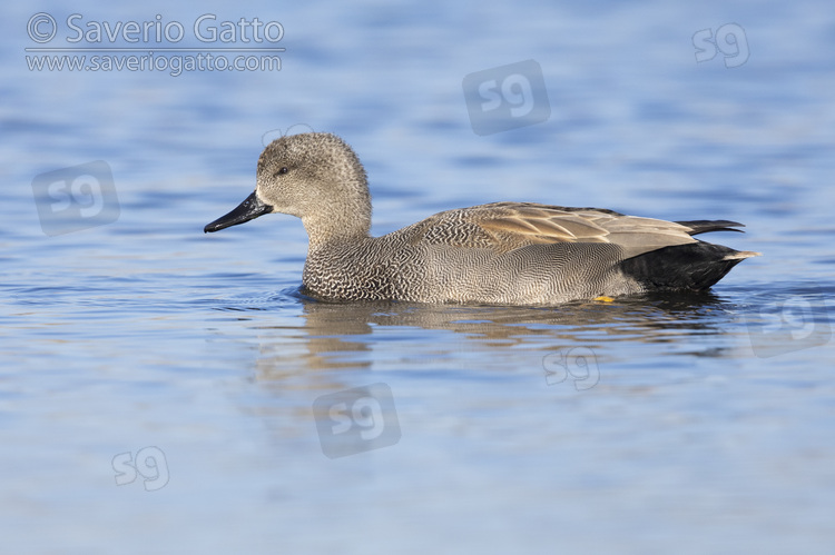 Gadwall, side view of an adult male swimming