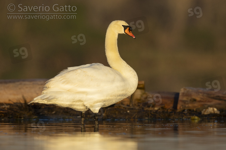 Mute Swan, side view of an adult standing in the water