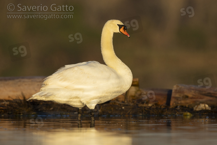 Mute Swan