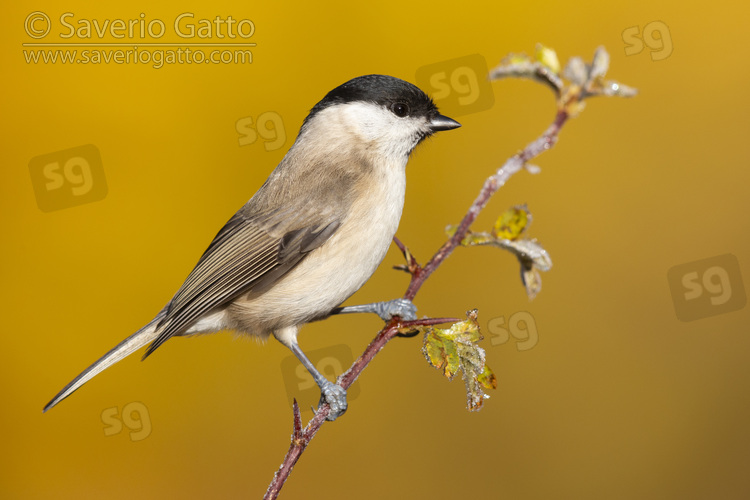 Marsh Tit, side view of an adult perched on a hawthorn branch