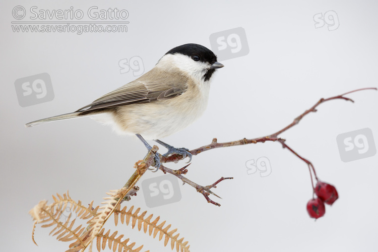 Marsh Tit, side view of an adult perched on a hawthorn branch