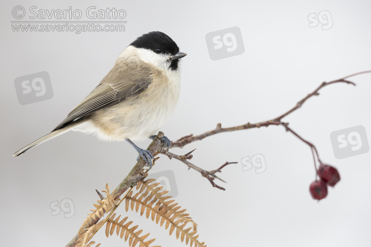 Marsh Tit, side view of an adult perched on a hawthorn branch