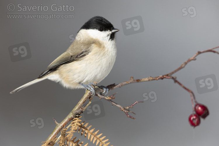 Marsh Tit, side view of an adult perched on a hawthorn branch