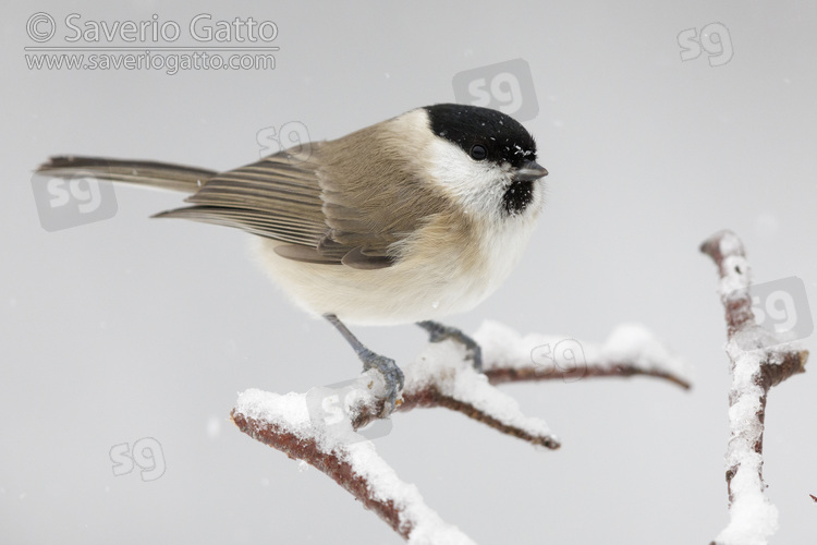 Marsh Tit, side view of an adult perched on a hawthorn branch under a snowfall