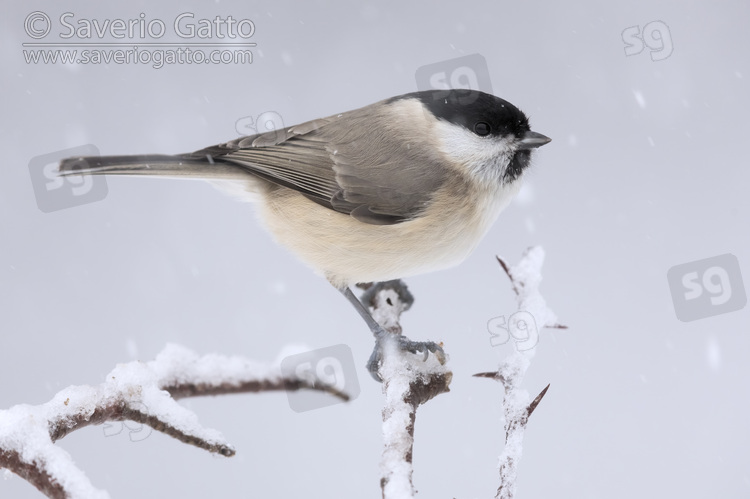 Marsh Tit, side view of an adult perched on a hawthorn branch under a snowfall