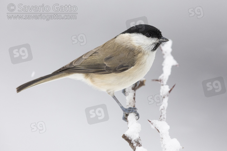 Marsh Tit, side view of an adult perched on a hawthorn branch under a snowfall